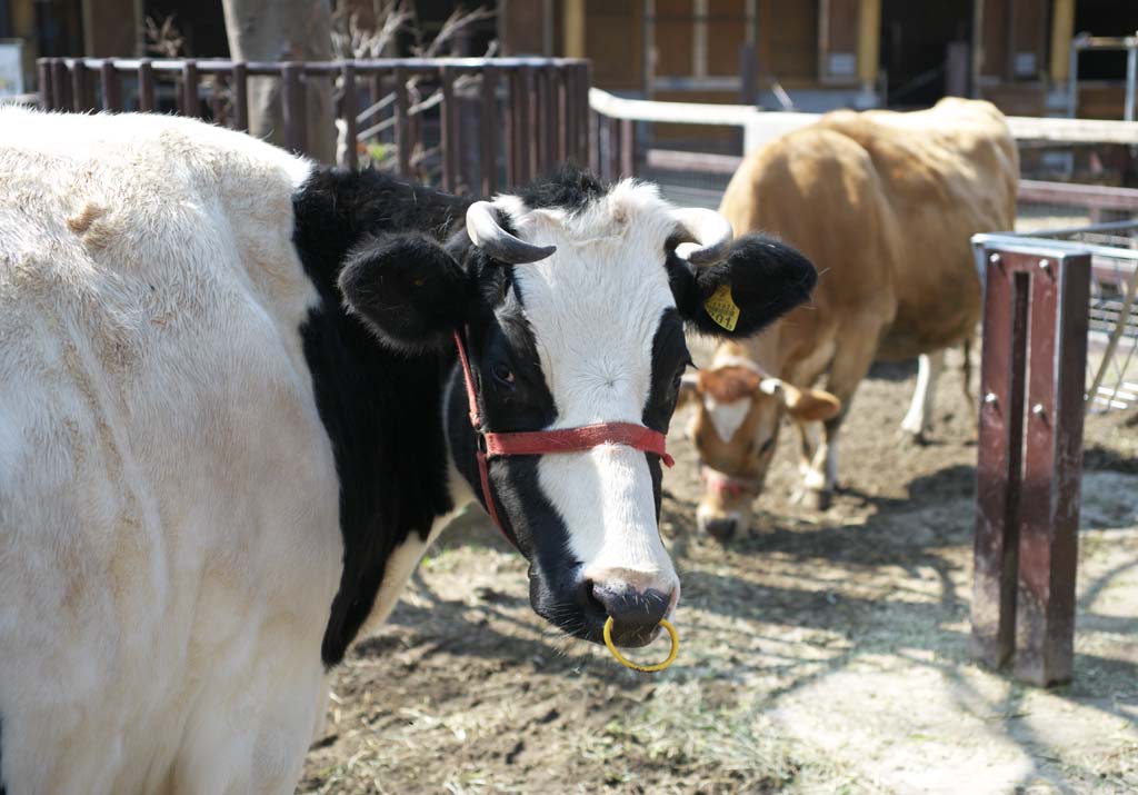 photo,material,free,landscape,picture,stock photo,Creative Commons,Cattle, Cattle, Ox, , 