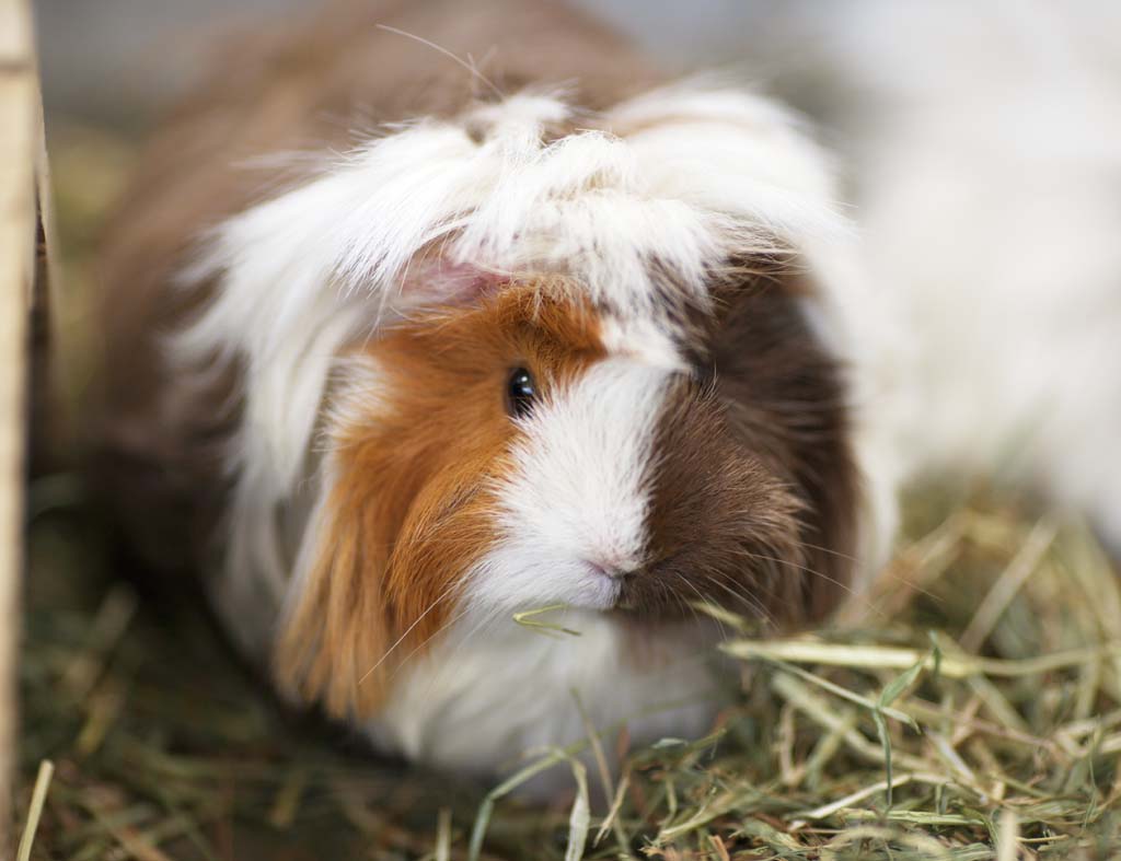 Foto, materieel, vrij, landschap, schilderstuk, bevoorraden foto,Cavia, Muis, Rat, Het TENJI rat, Aaiend