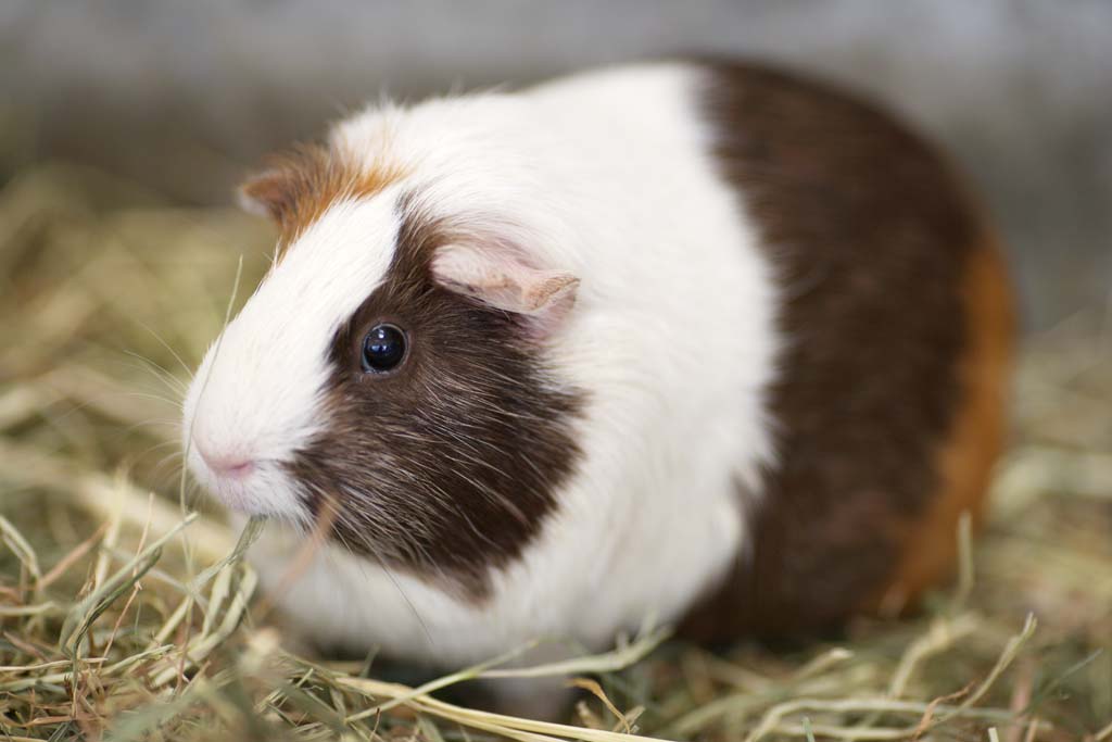 Foto, materiell, befreit, Landschaft, Bild, hat Foto auf Lager,Cavia, Maus, Ratte, Es TENJI-Ratte, Das Liebkosen