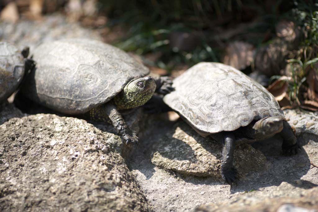 Foto, materieel, vrij, landschap, schilderstuk, bevoorraden foto,Reeve's Turtle, Schildpad, Urn, Turtle, Reptiel