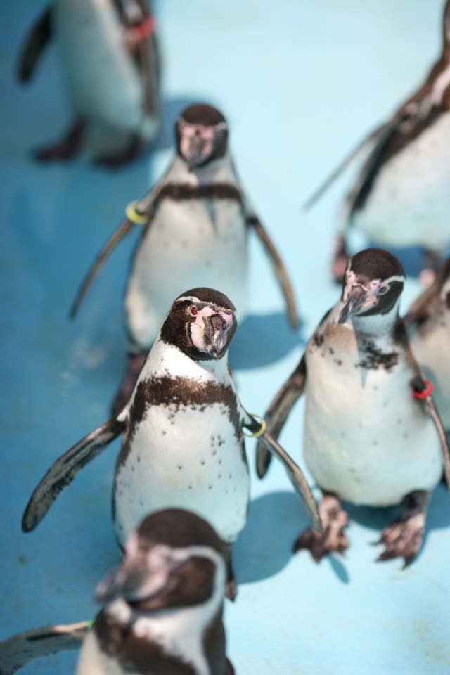 photo,material,free,landscape,picture,stock photo,Creative Commons,Humboldt penguin, PEN Ginga, Penguin, YOCHIYOCHI walk, Bill