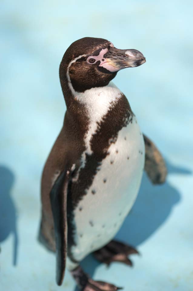 photo, la matire, libre, amnage, dcrivez, photo de la rserve,Humboldt Penguin, CRIVEZ Ginga, Pingouin, YOCHIYOCHI marchent, Bill