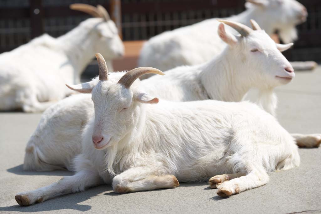 photo,material,free,landscape,picture,stock photo,Creative Commons,Goat, Goat, , , Livestock