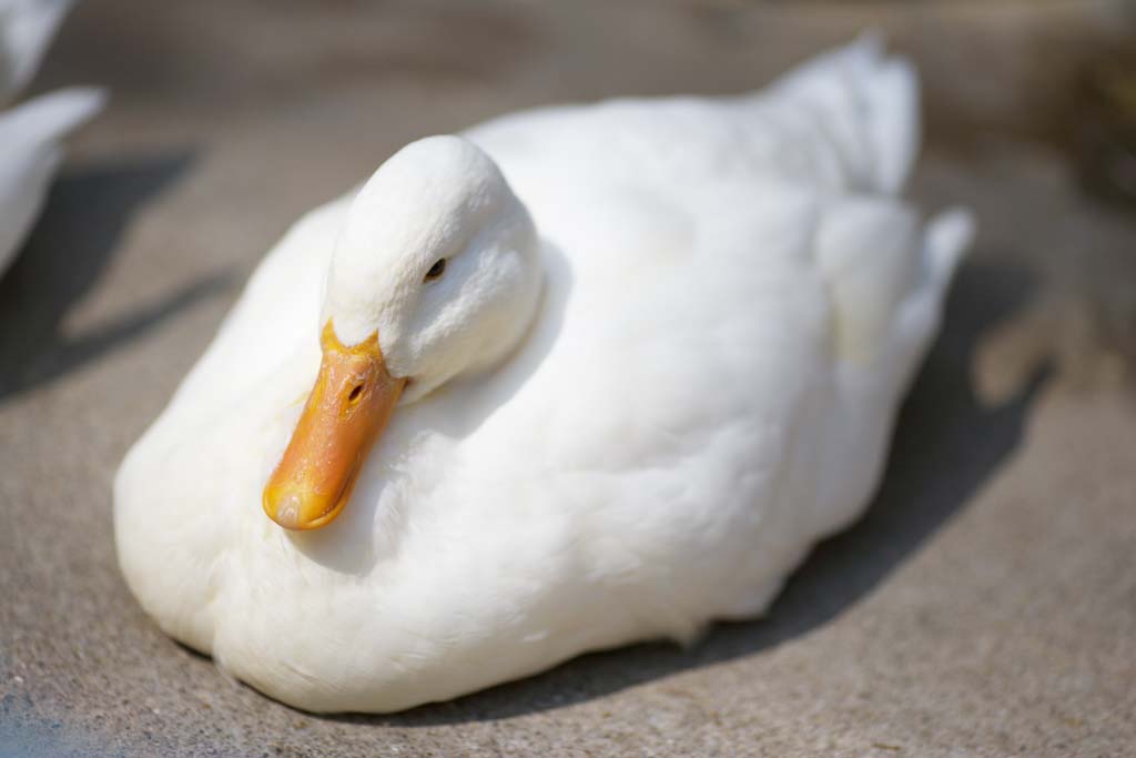 photo,material,free,landscape,picture,stock photo,Creative Commons,Ducks, AHIRU, Ducks, Canard, White