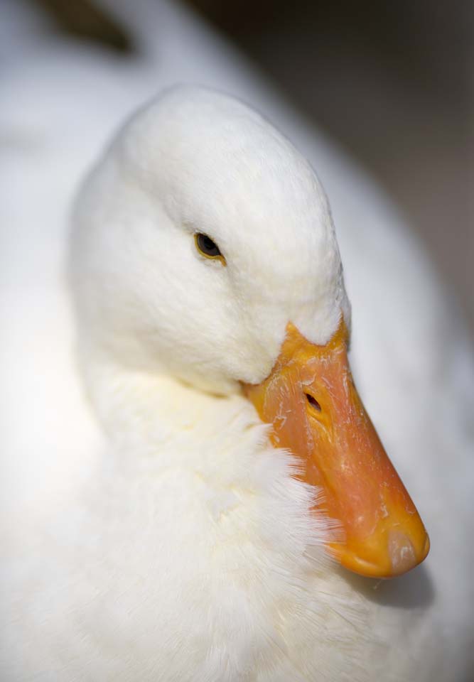 photo,material,free,landscape,picture,stock photo,Creative Commons,Ducks, AHIRU, Ducks, Canard, White