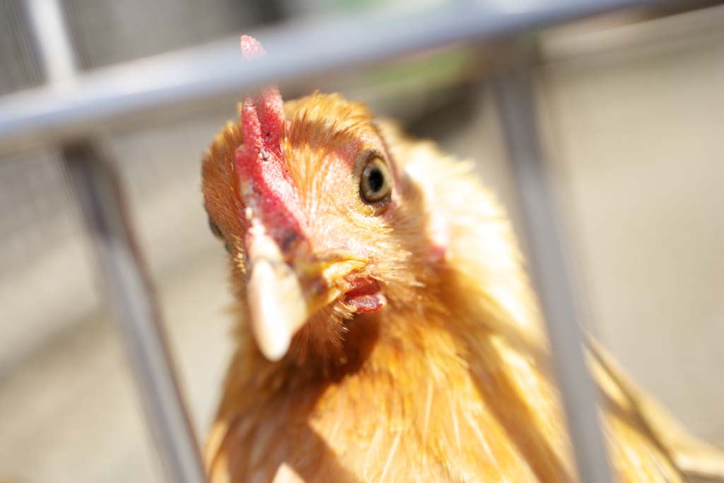 Foto, materiell, befreit, Landschaft, Bild, hat Foto auf Lager,Barred, NIWATORI, Huhn, , Ei