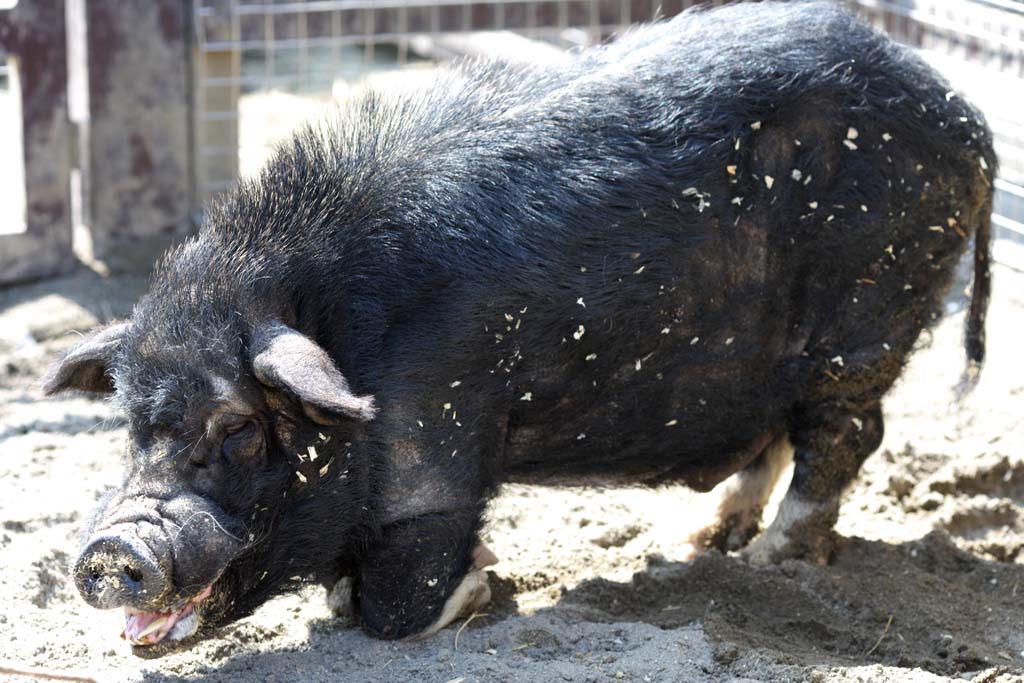 photo, la matire, libre, amnage, dcrivez, photo de la rserve,Mini-Pig, Abri, Cochon, , Porc