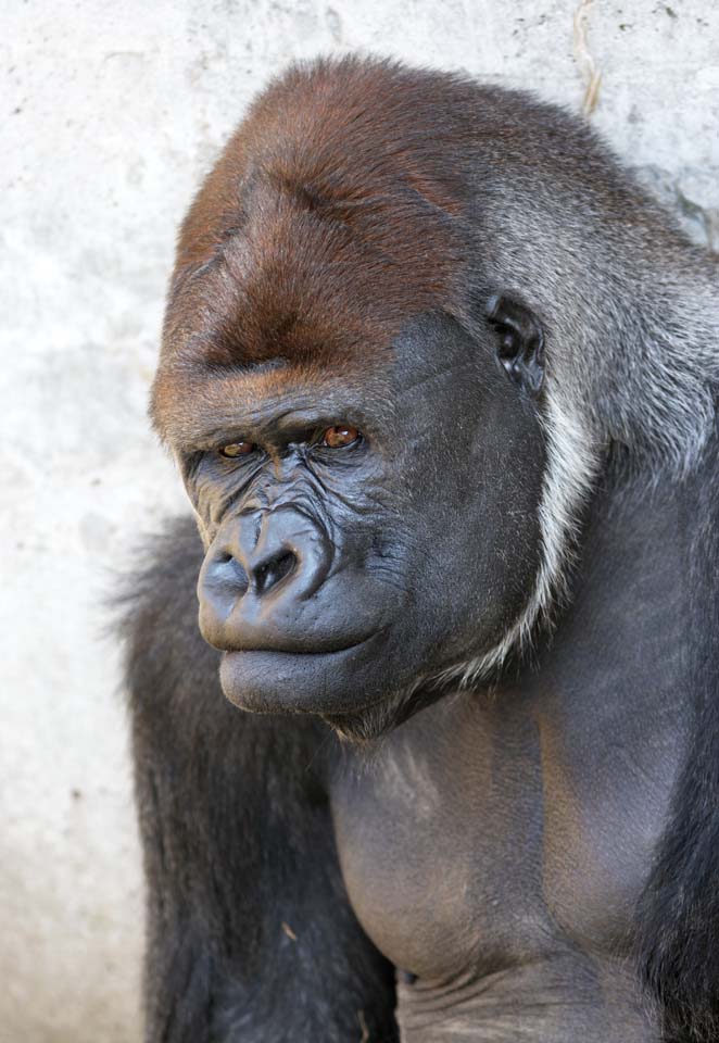 foto,tela,gratis,paisaje,fotografa,idea,Gorilla, Ellos GORI, Gorila, Hominid, Silverback