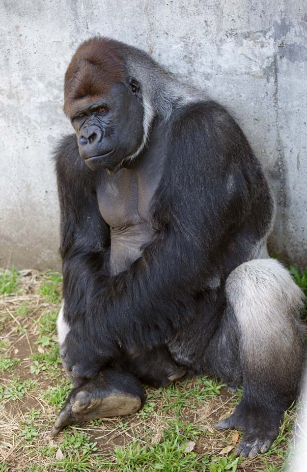 photo,material,free,landscape,picture,stock photo,Creative Commons,Gorilla, They GORI, Gorilla, Hominid, Silverback