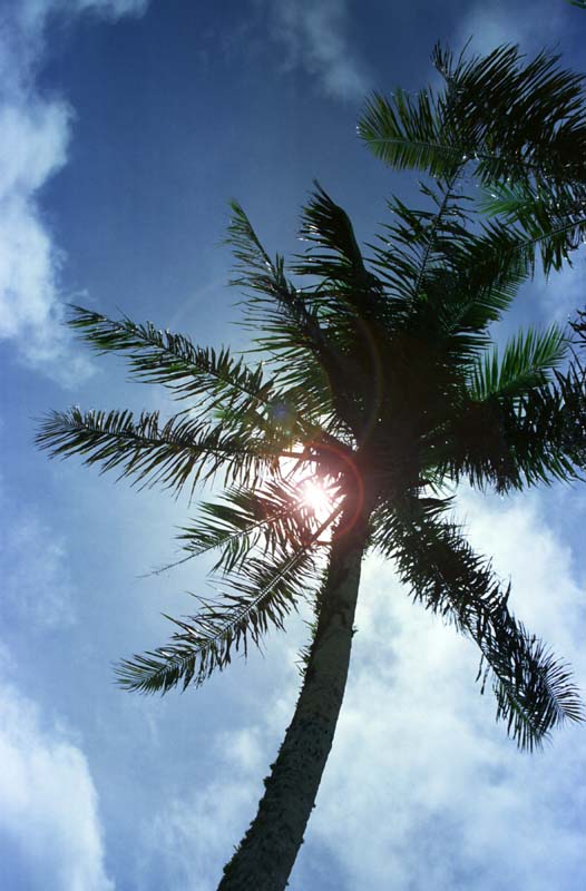 Foto, materiell, befreit, Landschaft, Bild, hat Foto auf Lager,Handflchenbaum in der Sonne, Sonne, blau, , 