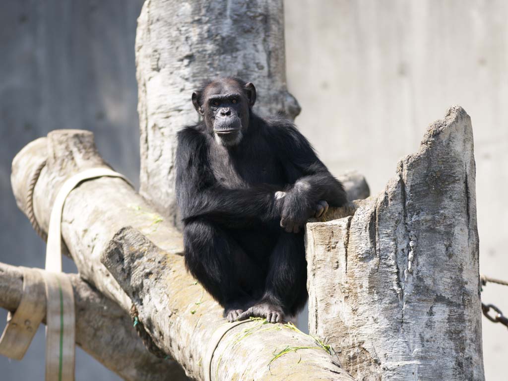 photo, la matire, libre, amnage, dcrivez, photo de la rserve,Chimpanz, Chindonya-PANJI, Singes, Singe, Grand singe