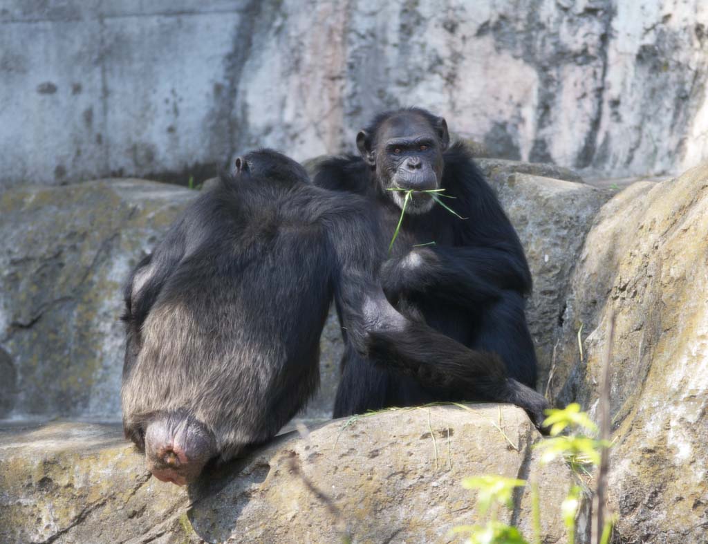 Foto, materieel, vrij, landschap, schilderstuk, bevoorraden foto,Chimpansee, Chindonya-panji, Apen, Aap, Grote aap