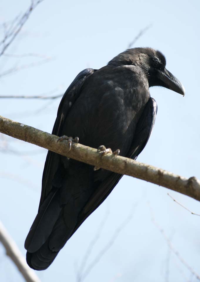 photo,material,free,landscape,picture,stock photo,Creative Commons,Crow, KARASU, Crow, Silky, Raven