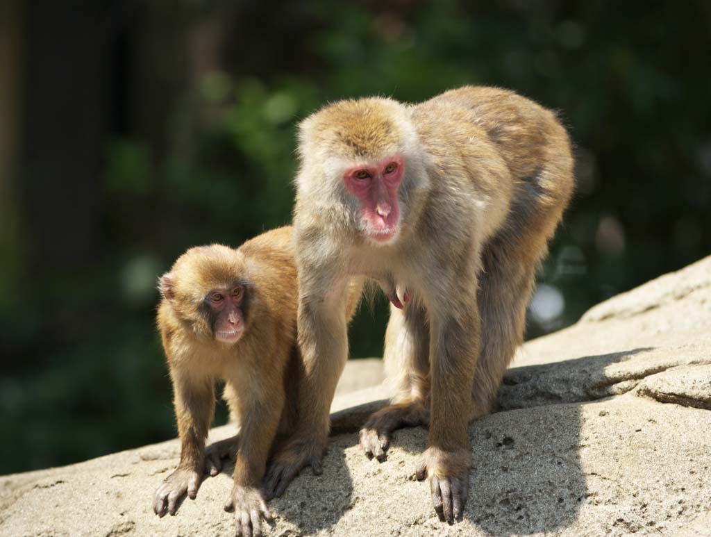 photo, la matire, libre, amnage, dcrivez, photo de la rserve,Parent-singe, Curieux, Singes, Singe de la neige, Singe