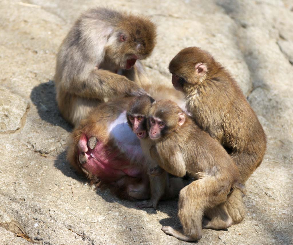 photo,material,free,landscape,picture,stock photo,Creative Commons,The ape family, Curious, Monkeys, Snow Monkey, Monkey
