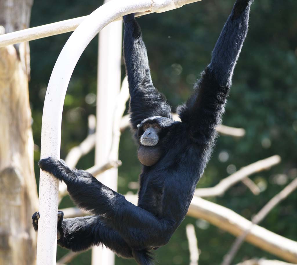 Foto, materieel, vrij, landschap, schilderstuk, bevoorraden foto,Siamang, Benieuwd, Apen, SHIAMAN, S. syndactylus