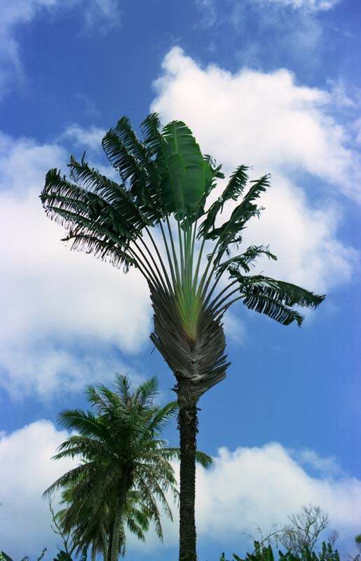 Foto, materieel, vrij, landschap, schilderstuk, bevoorraden foto,Boom van de traveler, Fan, Blauwe lucht, Wolk, 