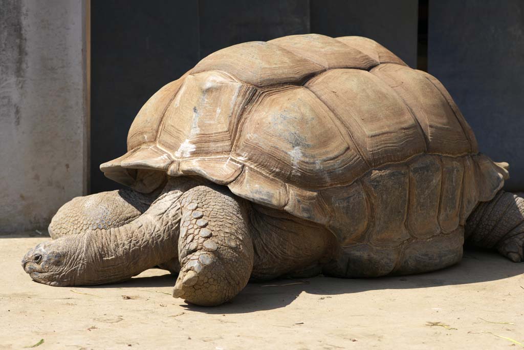 Foto, materiell, befreit, Landschaft, Bild, hat Foto auf Lager,Aldabra-Riesenschildkrte, Landen Sie Schildkrten, Schildkrte, Riesige Schildkrte, Muschel