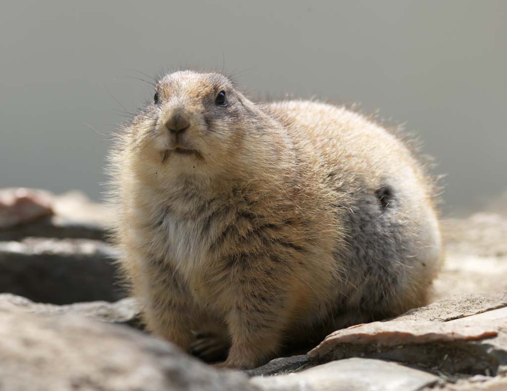 Foto, materieel, vrij, landschap, schilderstuk, bevoorraden foto,OGUROPURERIDOKKU, Muis, PURERIDOKKU, Schattig, 