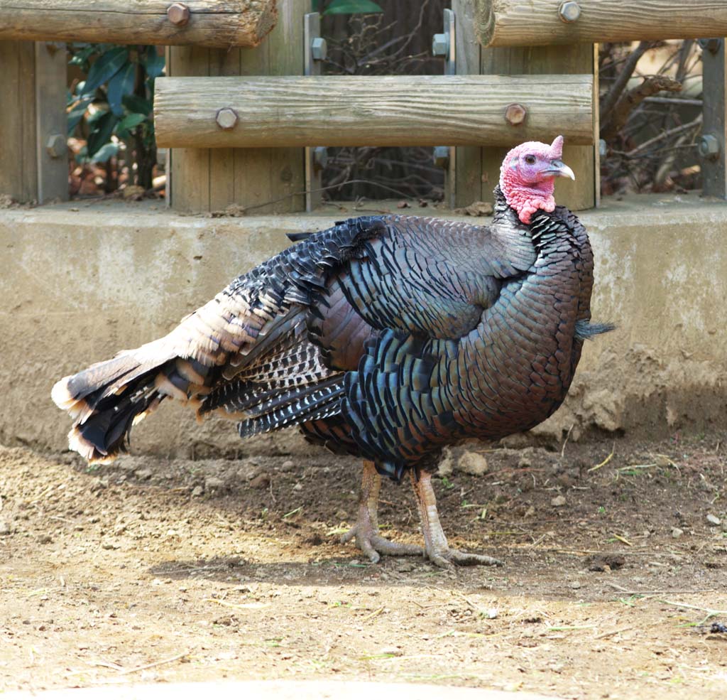 foto,tela,gratis,paisaje,fotografa,idea,Turqua, Pavo salvaje, , Platos de Navidad, Jamn