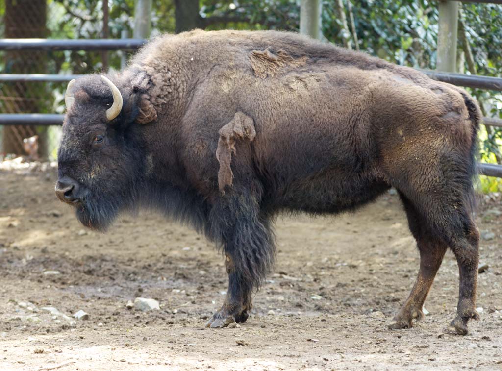 Foto, materieel, vrij, landschap, schilderstuk, bevoorraden foto,Amerikaanse bizon, Artiodactyla, Buffalo, Bizon, 