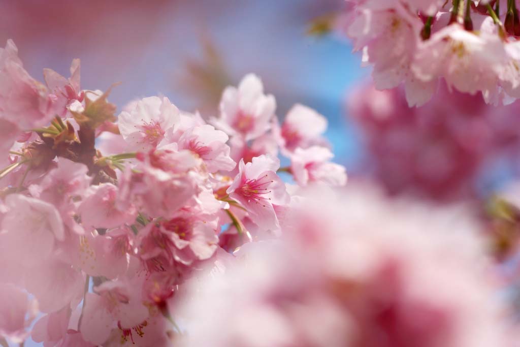 Foto, materieel, vrij, landschap, schilderstuk, bevoorraden foto,Pink Cherry, Sakura, , Kers, 