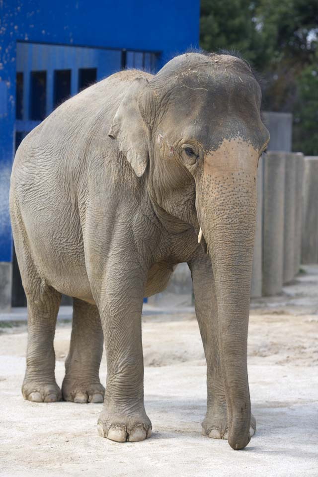 Foto, materiell, befreit, Landschaft, Bild, hat Foto auf Lager,Asiatische Elefanten, Der Elefant, Elefant, , Lange Nase