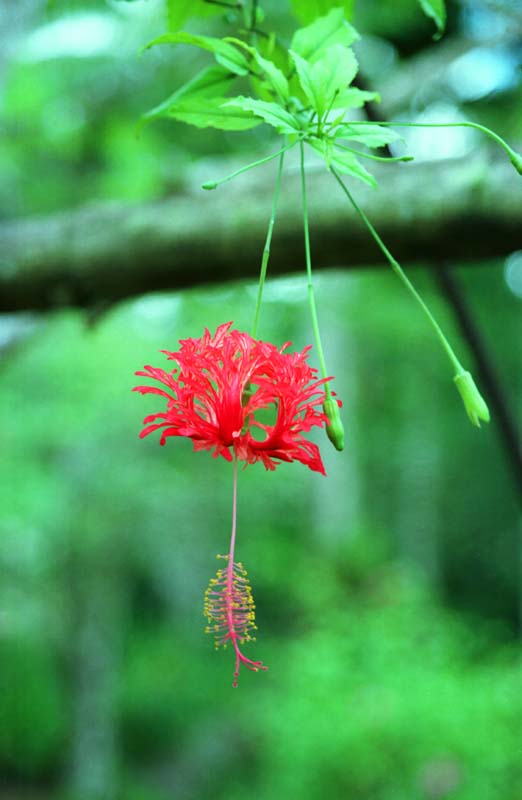 foto,tela,gratis,paisaje,fotografa,idea,Flor globo., Rojo, Verde, , 