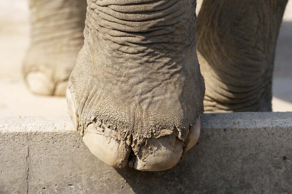 foto,tela,gratis,paisaje,fotografa,idea,Elefante asitico del pie, El elefante, Elefante, , Nariz larga