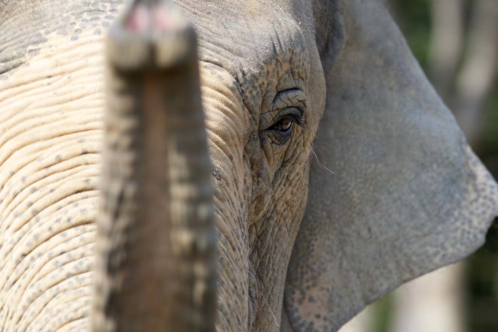 Foto, materiell, befreit, Landschaft, Bild, hat Foto auf Lager,Asiatische Elefanten, Der Elefant, Elefant, , Lange Nase