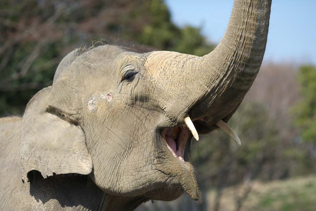 Foto, materiell, befreit, Landschaft, Bild, hat Foto auf Lager,Asiatische Elefanten, Der Elefant, Elefant, , Lange Nase