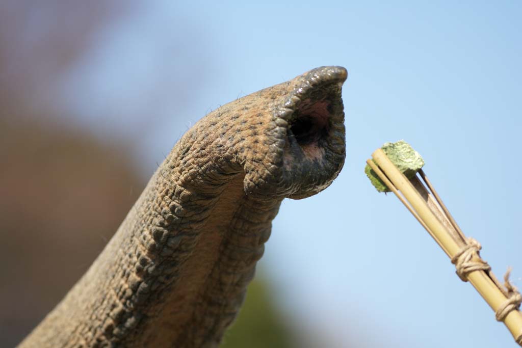 photo,material,free,landscape,picture,stock photo,Creative Commons,Asian elephantnose, The Elephant, Elephant, , Long nose