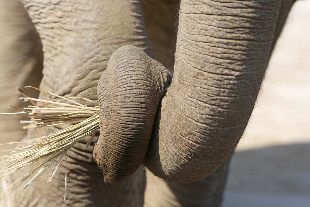 Foto, materiell, befreit, Landschaft, Bild, hat Foto auf Lager,Asiatischen Elefanten die Nase sauber, Der Elefant, Elefant, , Lange Nase