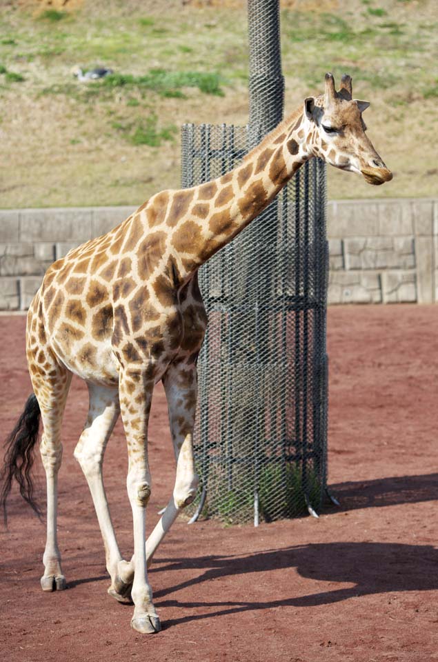 Foto, materieel, vrij, landschap, schilderstuk, bevoorraden foto,Reticulatad giraffe, Wonder, Giraffe, Kylin, Lange nek