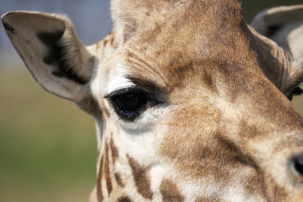 Foto, materiell, befreit, Landschaft, Bild, hat Foto auf Lager,Reticulatad Giraffe die Augen, Wonder, Giraffe, Kylin, Lang Hals