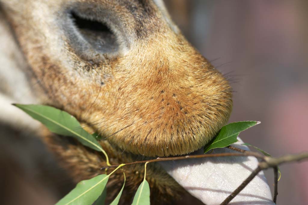 photo,material,free,landscape,picture,stock photo,Creative Commons,Reticulatad giraffe's mouth, Wonder, Giraffe, Kylin, Long neck