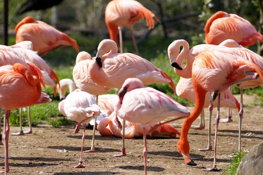 photo, la matire, libre, amnage, dcrivez, photo de la rserve,Un flamant rose, Flamant rose, Une jambe, Salez le lac, Pourpre