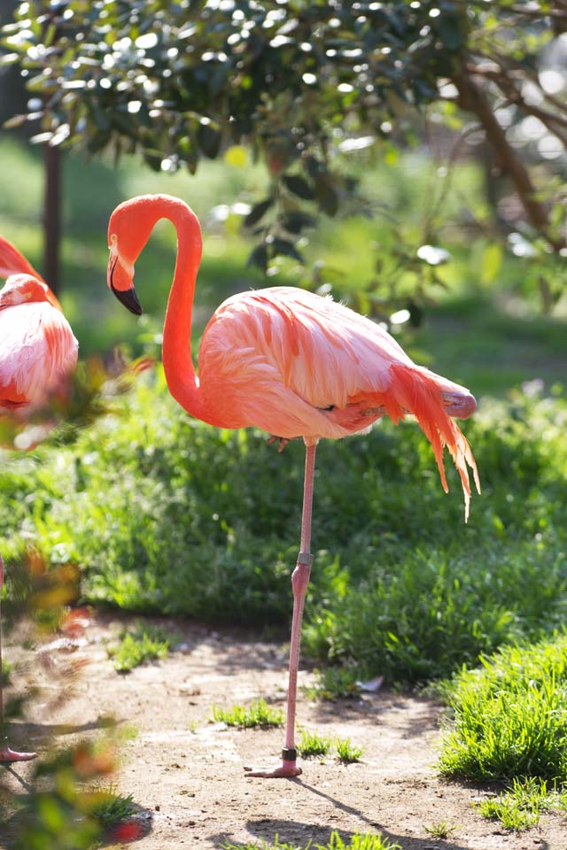 Foto, materieel, vrij, landschap, schilderstuk, bevoorraden foto,Een Flamingo, Flamingo, Een been, Zoutmeer, Purper