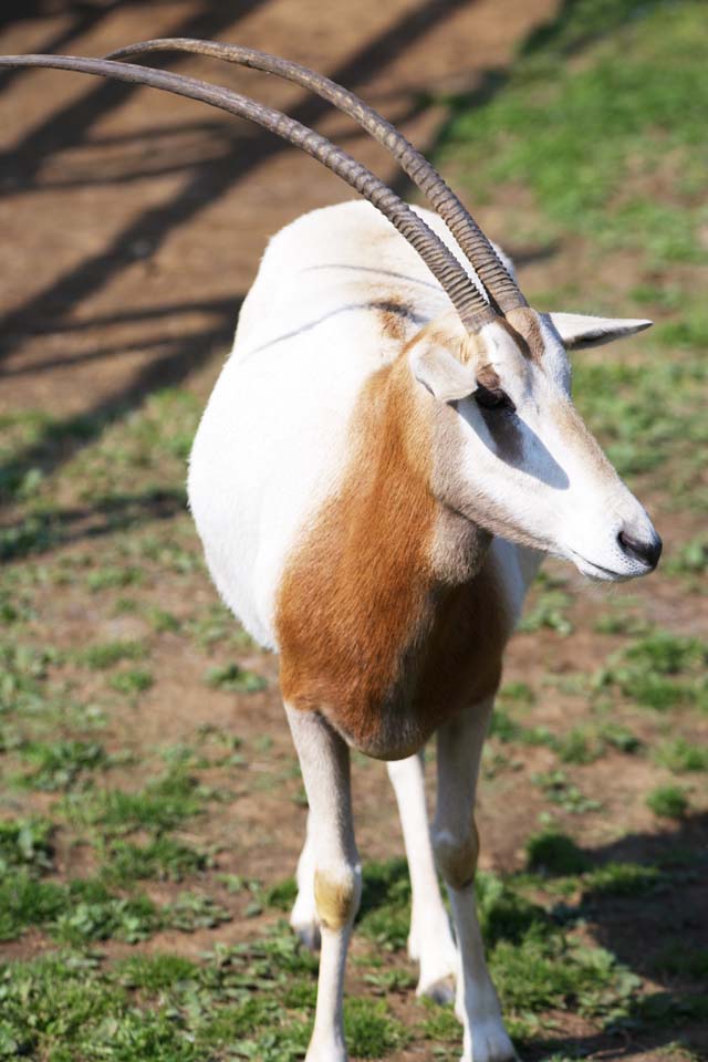 Foto, materiell, befreit, Landschaft, Bild, hat Foto auf Lager,Sbelantilope, Orix, Das Grasen von Tier, Tsunoda, Antilope