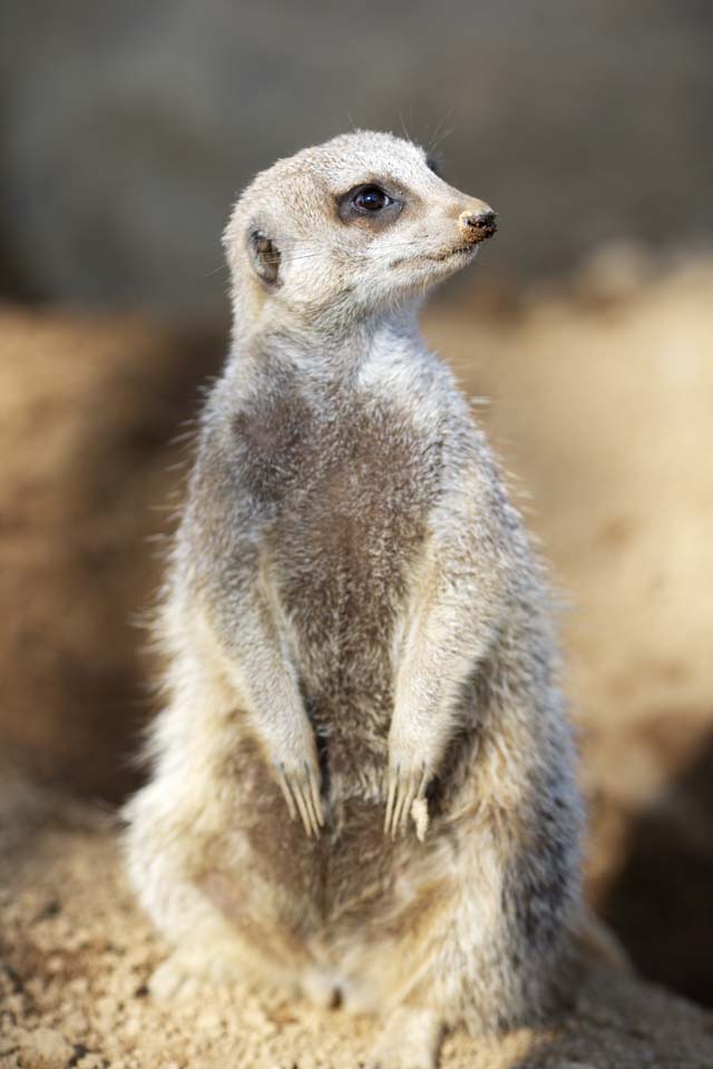 Foto, materieel, vrij, landschap, schilderstuk, bevoorraden foto,Stokstaartje, Waarschuwing, TIMON, Meerkat, Kleine beesten