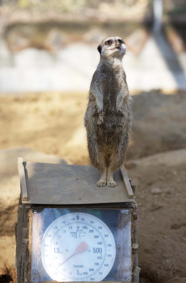 Foto, materiell, befreit, Landschaft, Bild, hat Foto auf Lager,Meerkat, Warnung, TIMON, Meerkat, Kleine Tiere