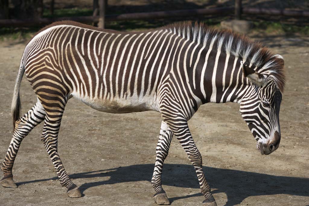 fotografia, material, livra, ajardine, imagine, proveja fotografia,Grevy da zebra, Zebra, , Pastando animal, Raiado