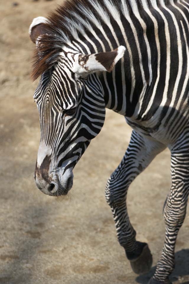 photo,material,free,landscape,picture,stock photo,Creative Commons,Grevy's zebra, Zebra, , Grazing animal, Striped