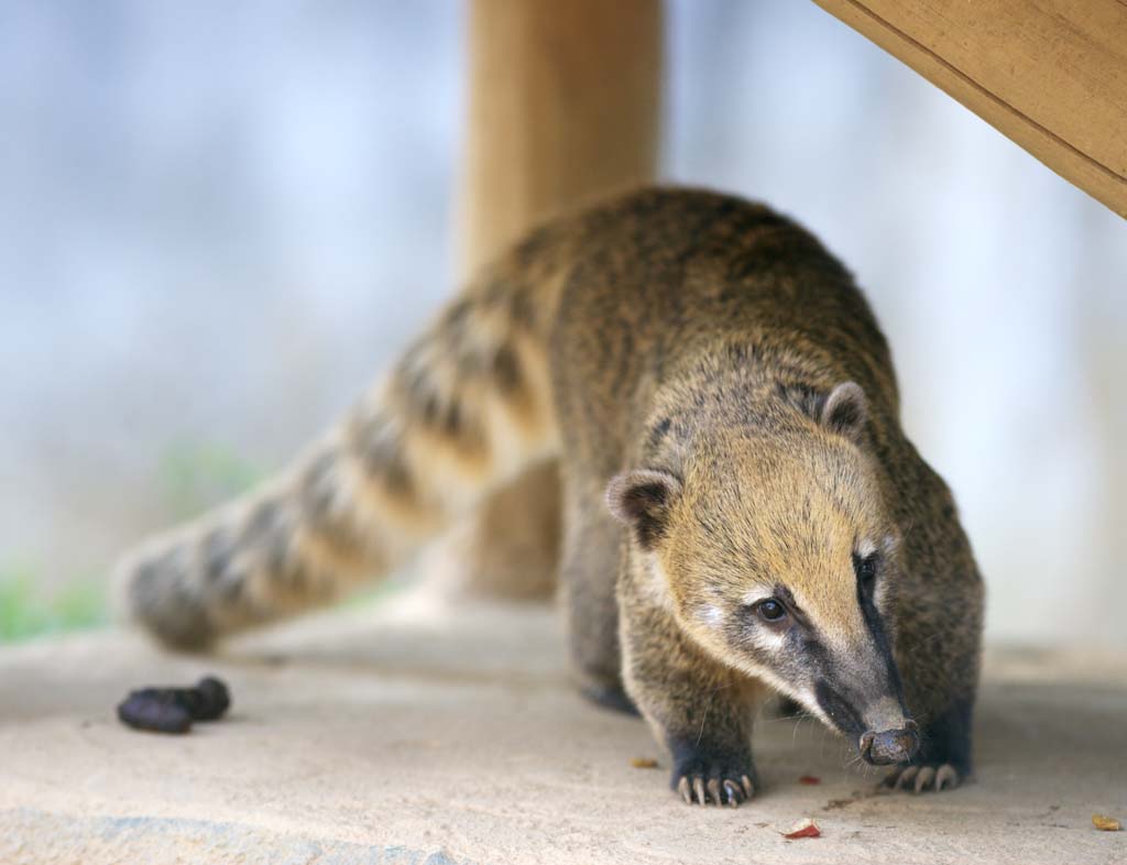 photo,material,free,landscape,picture,stock photo,Creative Commons,Nasua nasua, Raccoon, The bear's nose, Coati, Flowing tail