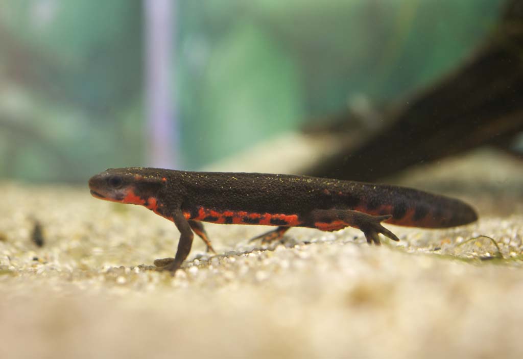 photo,material,free,landscape,picture,stock photo,Creative Commons,Newt AKAHARA, Newt, IMORI, , Fillet