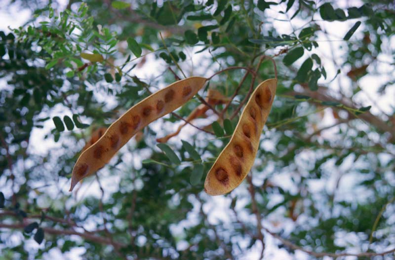 photo,material,free,landscape,picture,stock photo,Creative Commons,Pods, brown, fruit, , 