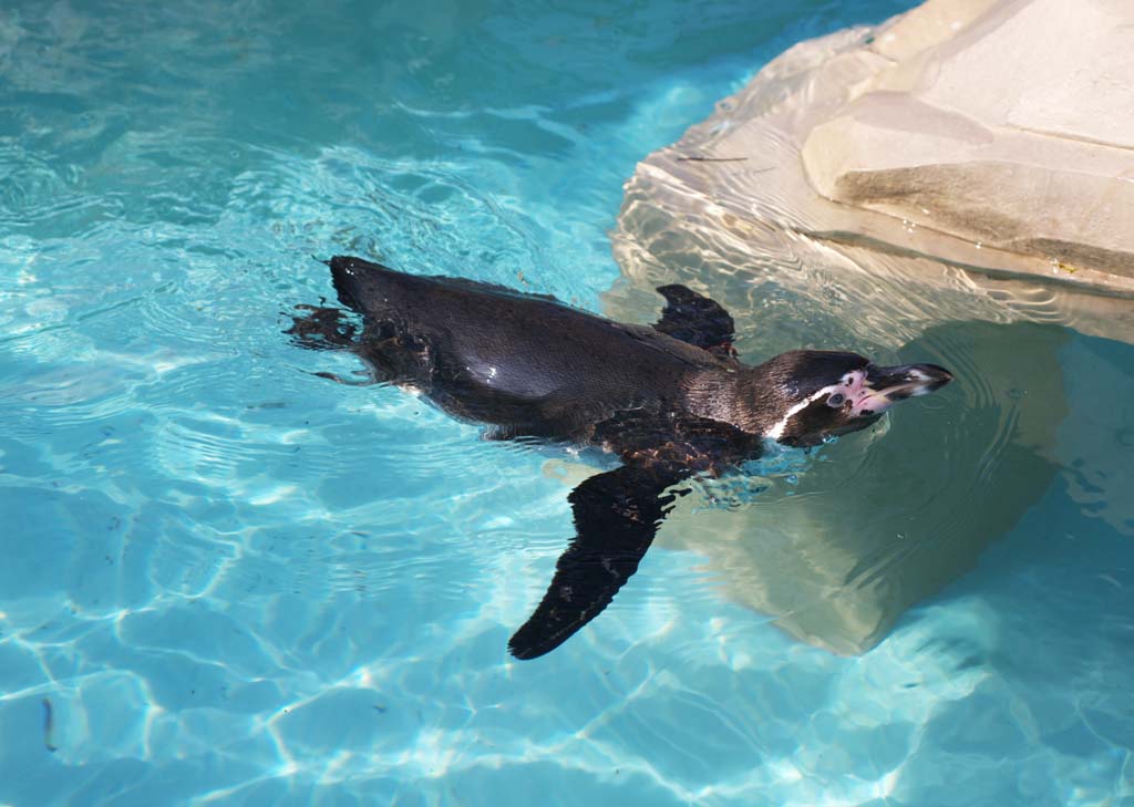 photo, la matire, libre, amnage, dcrivez, photo de la rserve,Humboldt Penguin, CRIVEZ Ginga, Pingouin, YOCHIYOCHI marchent, Bill