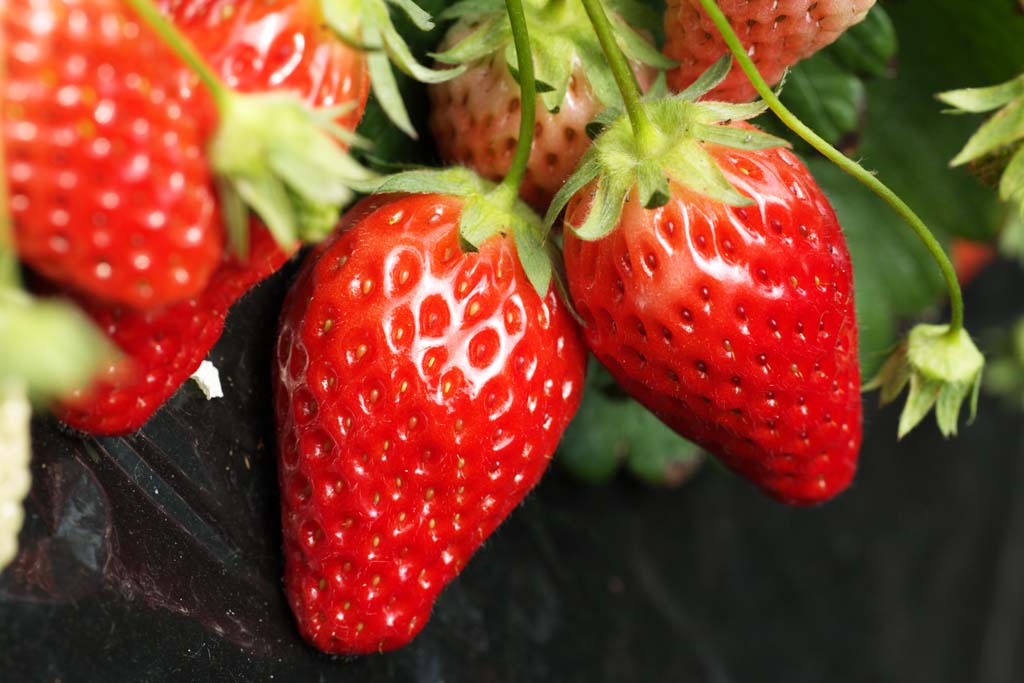 Foto, materieel, vrij, landschap, schilderstuk, bevoorraden foto,Aardbei goede tijdperk om te eten, Aardbei, Vrucht, , 