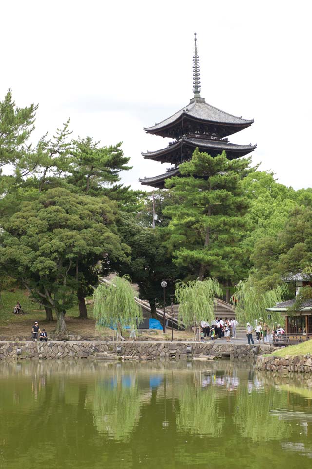 Foto, materiell, befreit, Landschaft, Bild, hat Foto auf Lager,Ein Teich von Sarusawa, Weide, Teich, Nara-koen-Park, Touristenattraktion