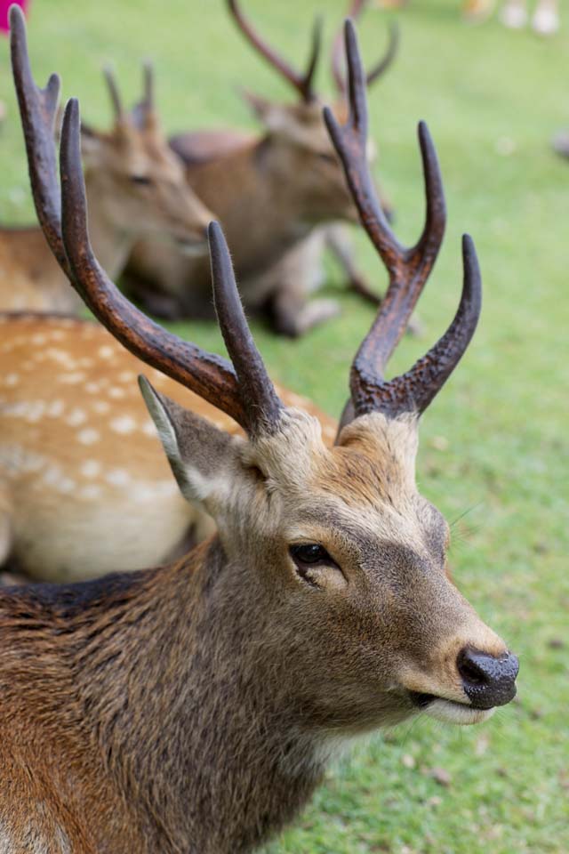 photo,material,free,landscape,picture,stock photo,Creative Commons,A deer of Nara, , deer, , horn